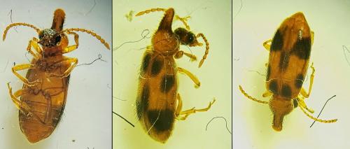 Notoxus sp.